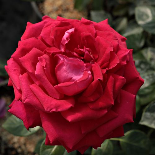 Shop - Rosa Anne Marie Trechslin™ - rosa - teehybriden-edelrosen - stark duftend - Meilland International - Ihre großen, dekorativen, düftenden Blüten maches sich sehr gut zum Strauß gebunden.